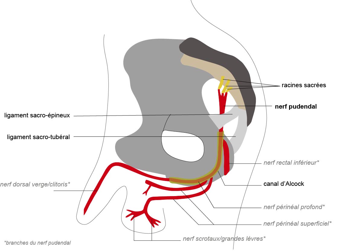 trajet du nerf pudendal
